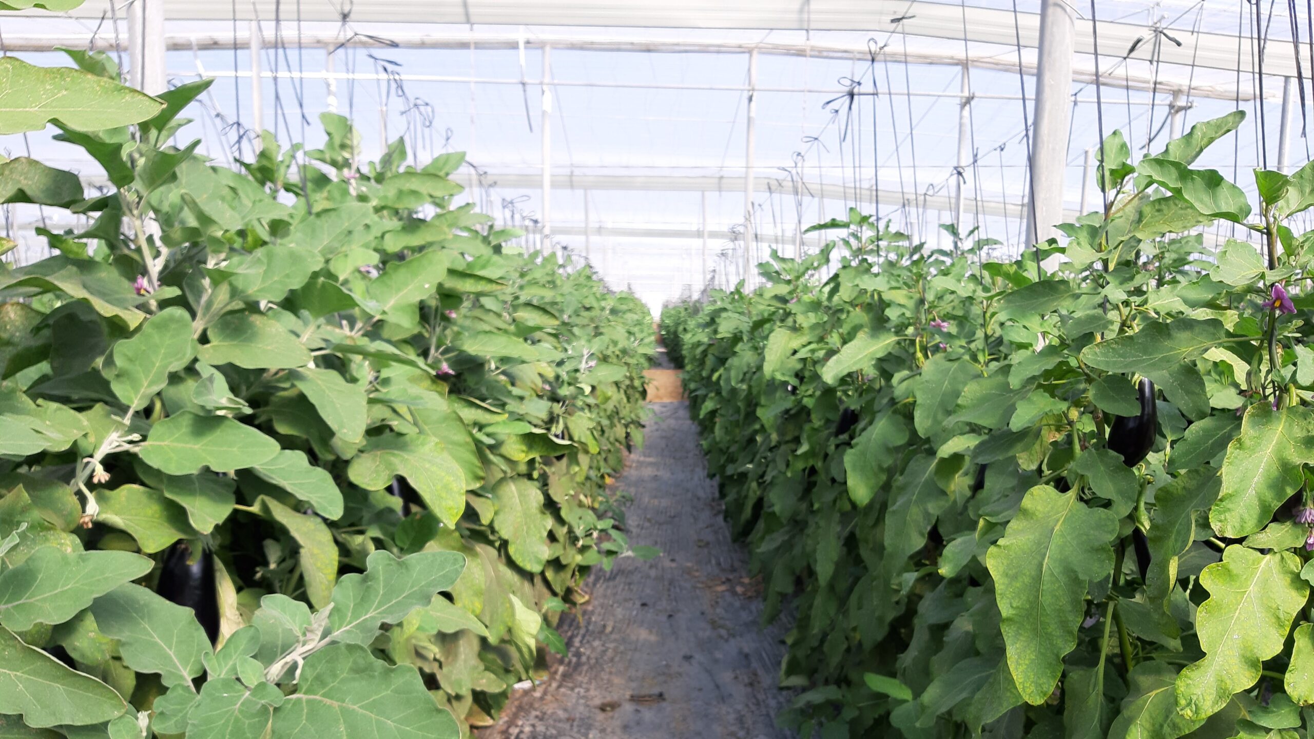 go thermoactive film termosensible|blanqueo inveranderos|go thermoactive